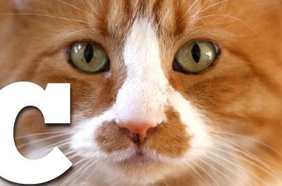 a to z cat a to z cat