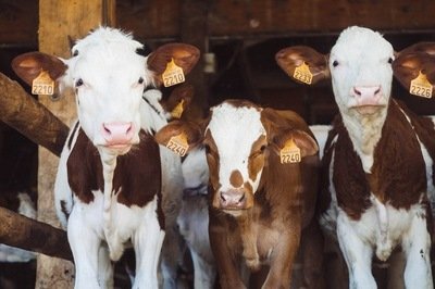 agriculture ERP - cows agriculture ERP - cows