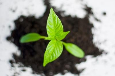 ERP for growth - paprika plant ERP for growth - paprika plant
