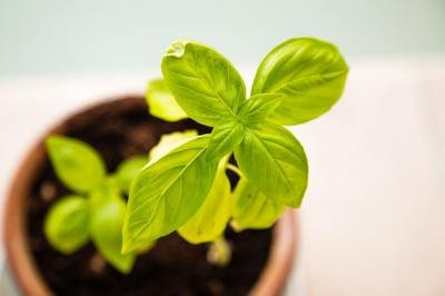 rapid company growth - plant rapid company growth - plant