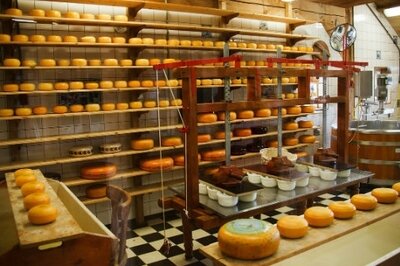 How to Select the Best Process Manufacturing ERP for Your Business - Cheese